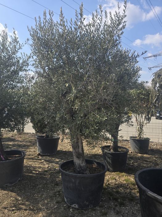 Palmieri  Trachycarpus fortunei / Maslini