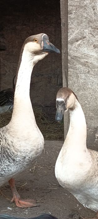 Oua de incubat Gaste Chinezesti.Rate pekin si lesesti.