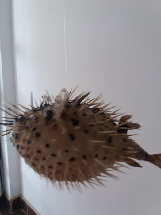 Vând pești balon din Caraibe!