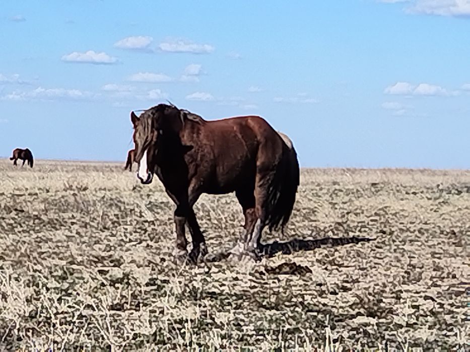 Полутяж айғыр сатылады