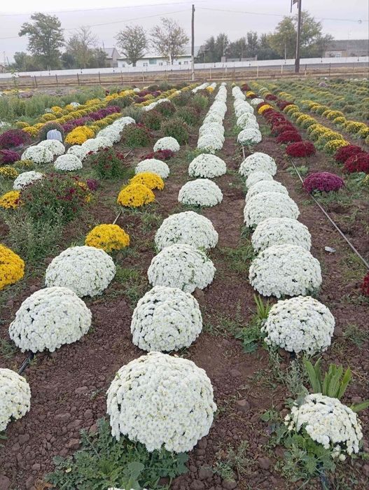 Хризантема глобус