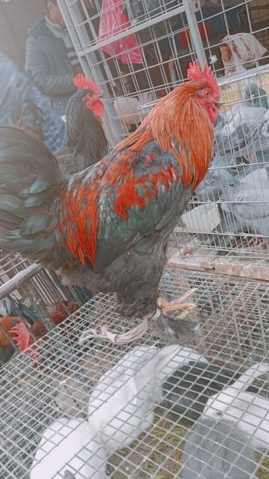 Xoʻroz tovuqlar sotiladi