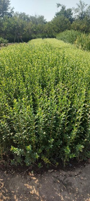 Продавам Лигуструм вечно зелен храст с височина 80 100см