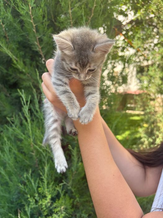 Котенок 2 месячный отдам даром