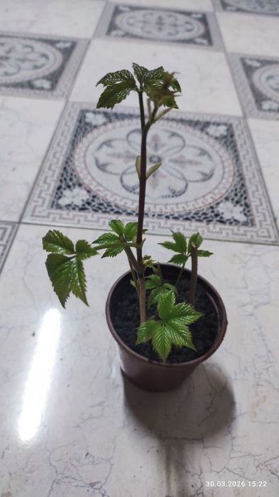 Девичий виноградик кучати, саженцы  kuchati