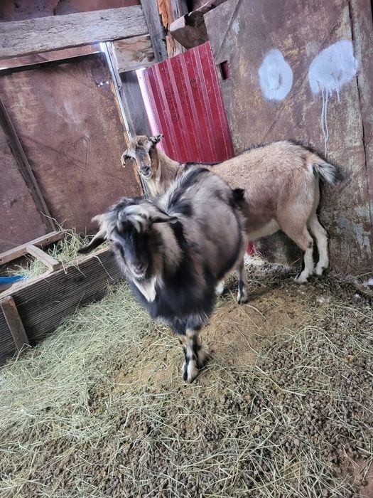 Продам козла  породы