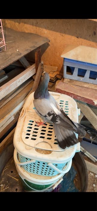 Голуби. Сизая голубка бакинская ширакохвостые взрослая пара