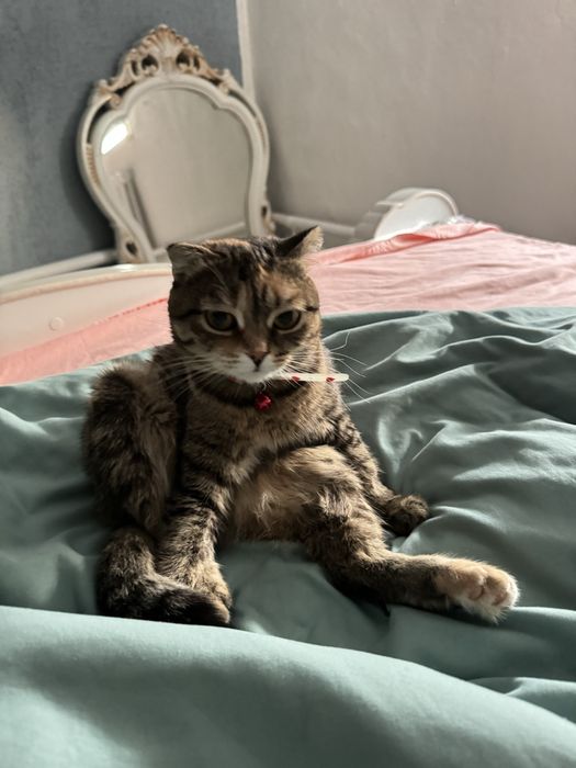 Пропала вислоухая кошка