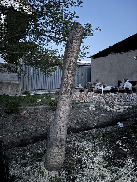 Продам Дерево орех