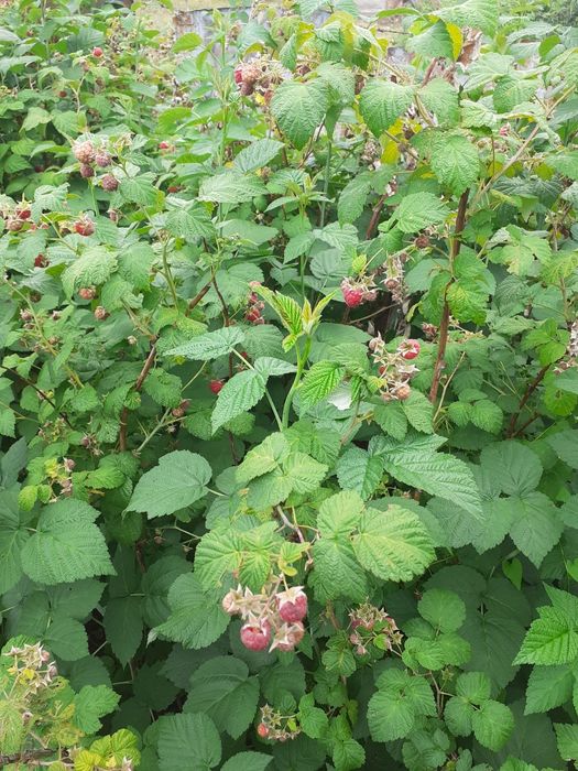 Продаю дачу район Куленовки