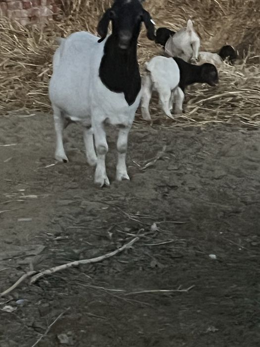 Disponibile capre si iezi din rasa boer !