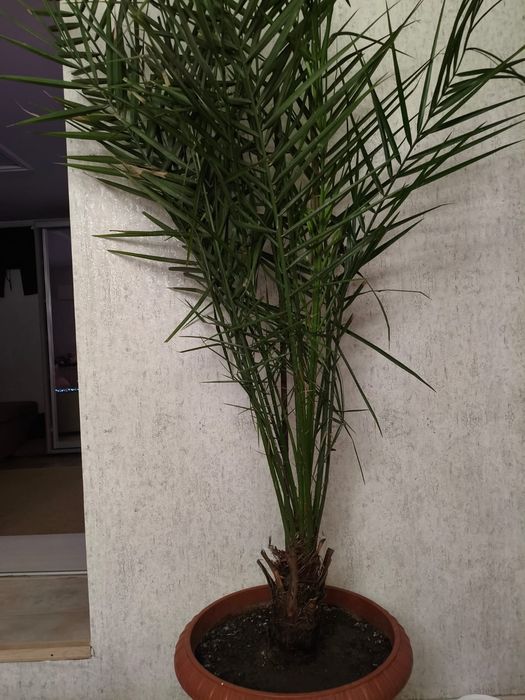 Финиковая пальма