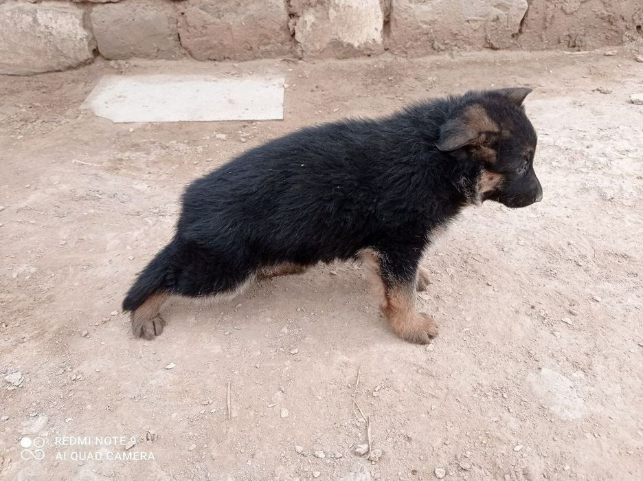Кушик сатылады немецкая