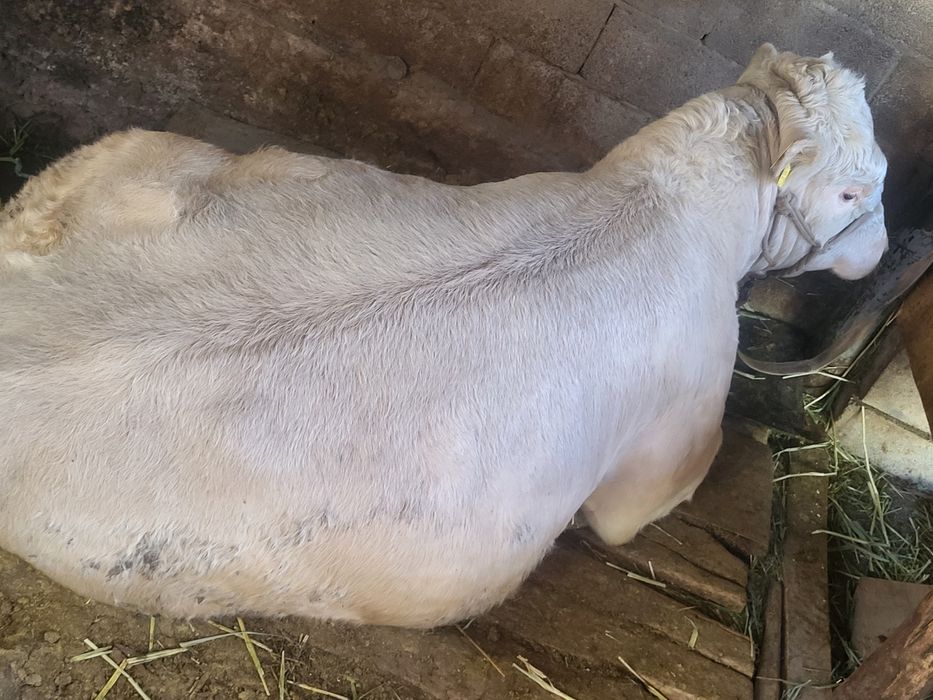 Бык породистый  бык