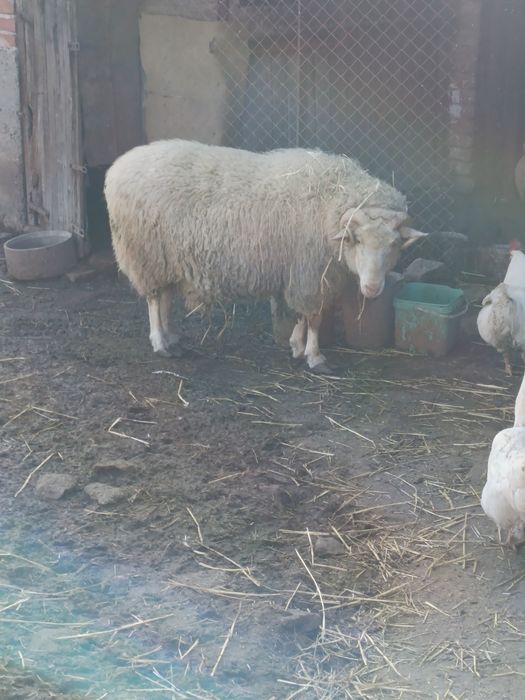 Млад и здрав коч