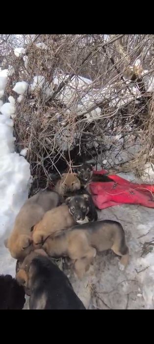 Щенки в добрые руки