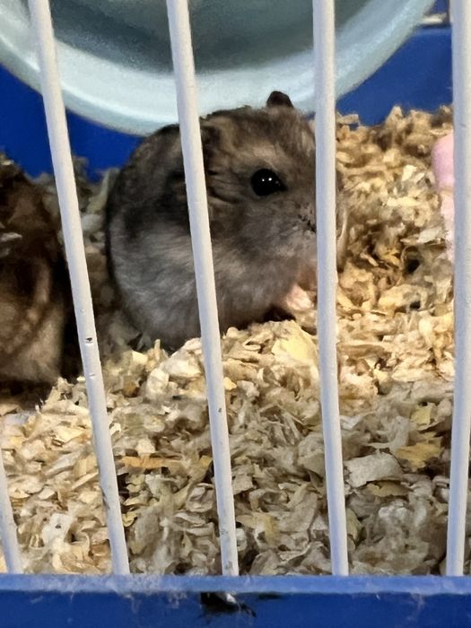 Продам хомячков …