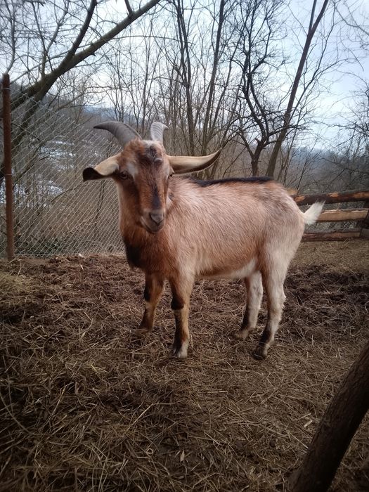 Țap alpin francez de vânzare