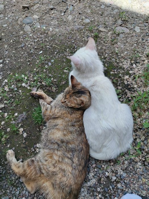 Отдам кошек с котятами в добрые руки