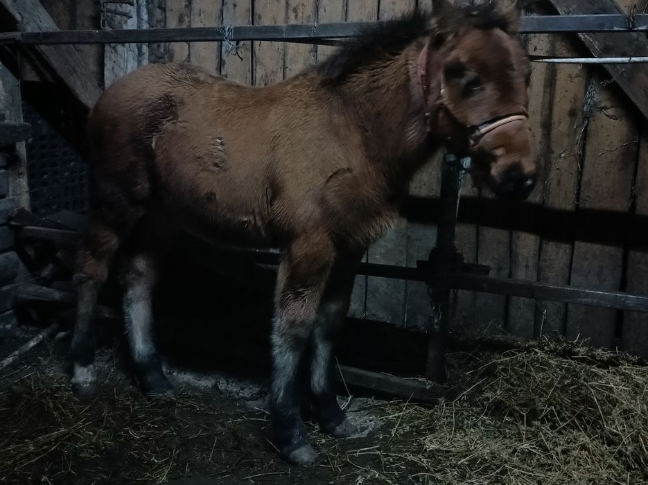 Vînd 2 vaci fatate recent si 5 gestante si un mînz