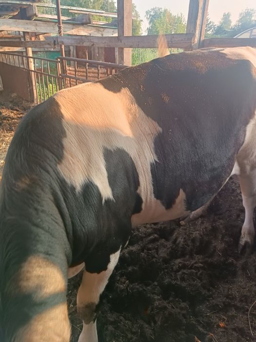 Продам быка, 13 месяцев.