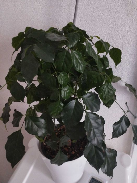 Цветы комнатные.