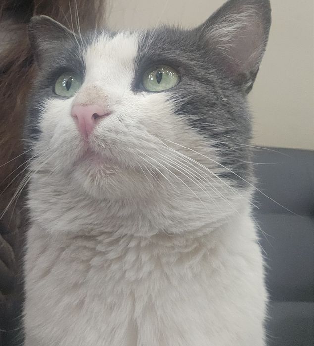 Взрослый кот ищет дом