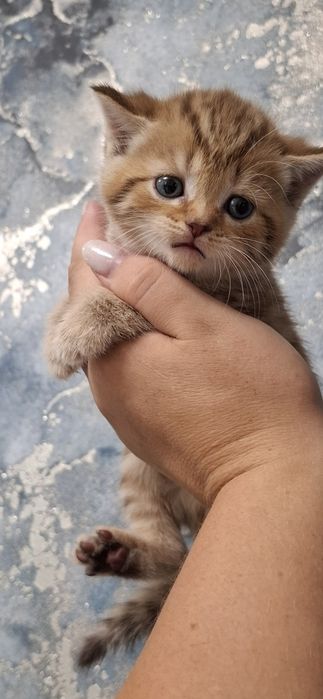 Скоттиш страйт котята
