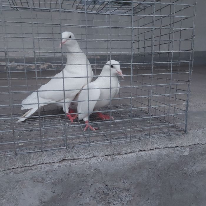 Бели Иран пара гатовый лет с игрой