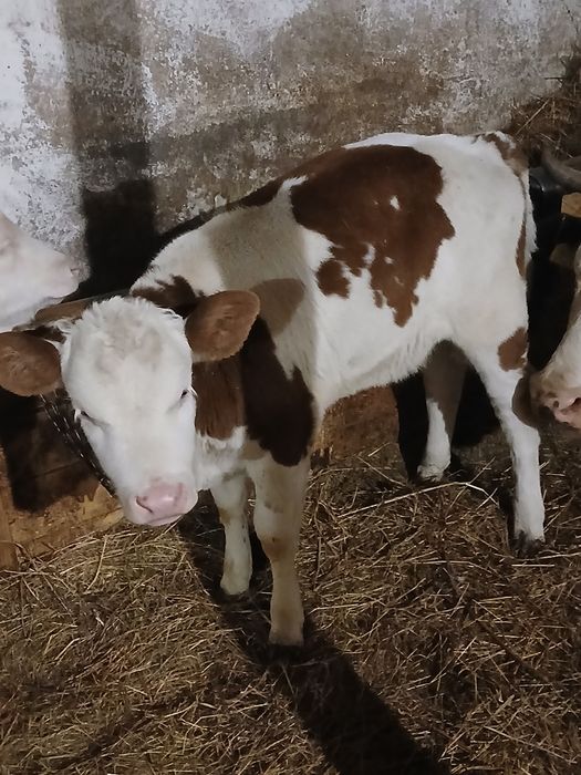 Vând vitea baltata românească