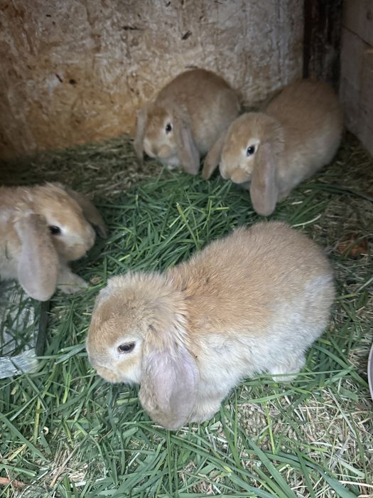 Disponibili iepurasi!!