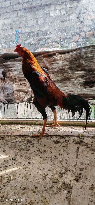 Dakan Xuroson sotiladi aybi yuq