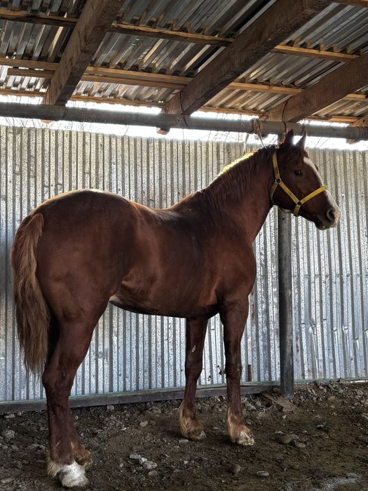 4 жасар дөнен сатылады