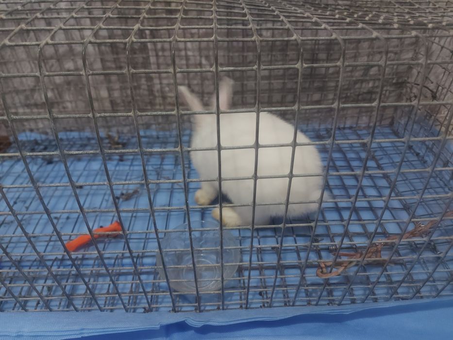 Кролик маленький