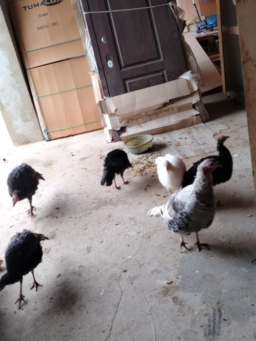 Индюк  15.000м сатыдады