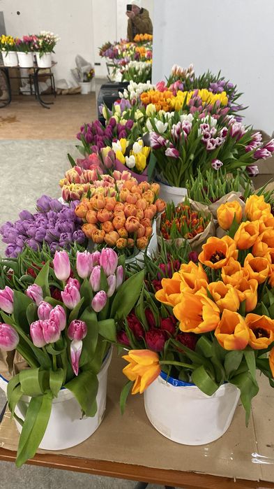 Тюльпан оптом премиум класса