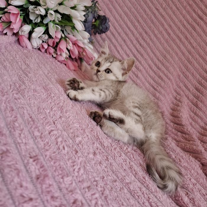Британские котята