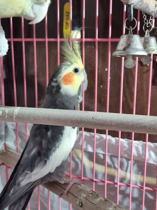 Продам попугая корелла