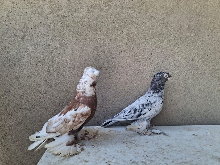 Продаю    голубя