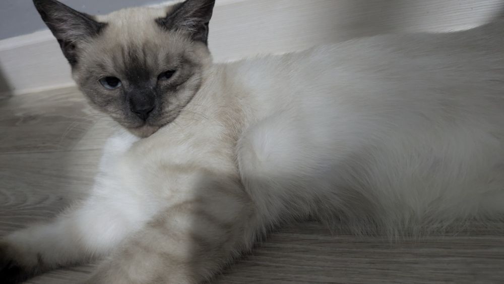 Кот 4 месяца в добрые руки