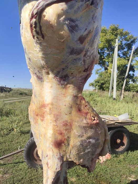 Жилктеме ет, мясо