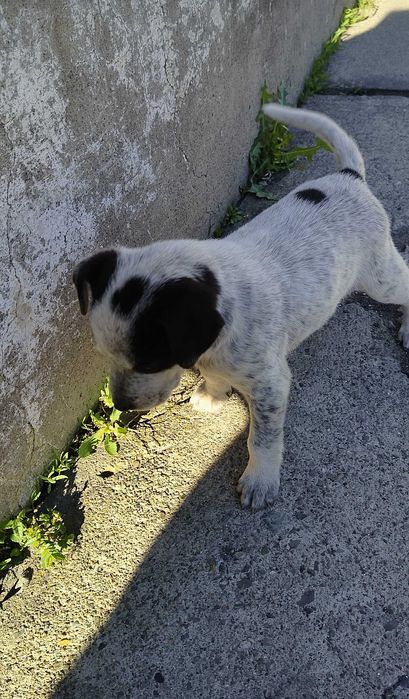 Щенок куртцхаар (девочка)