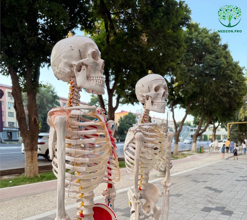 Скелет Анатомический 180 см , 180 sm Anatomik Skelet modeli
