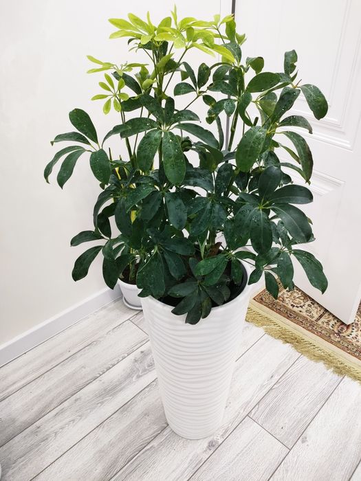 Растения для дома, доставка.