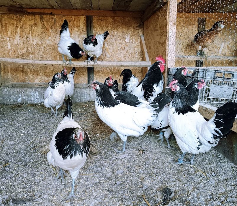 Familie găini lakenvelder 1+6