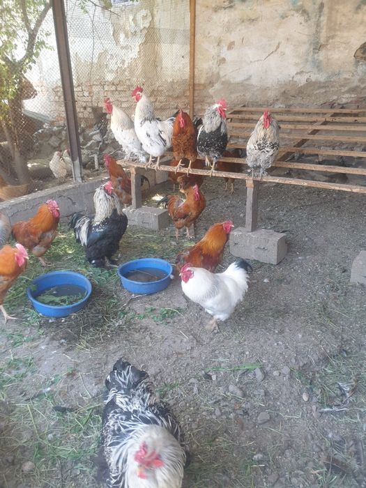 Продам петухов молодые