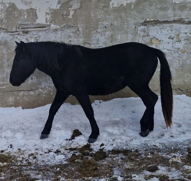 Продам породистых кунанов , таев