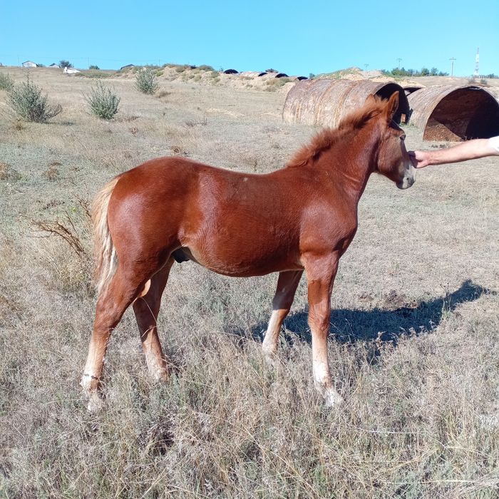 Mânz de 6 luni mai multe detalii la telefon