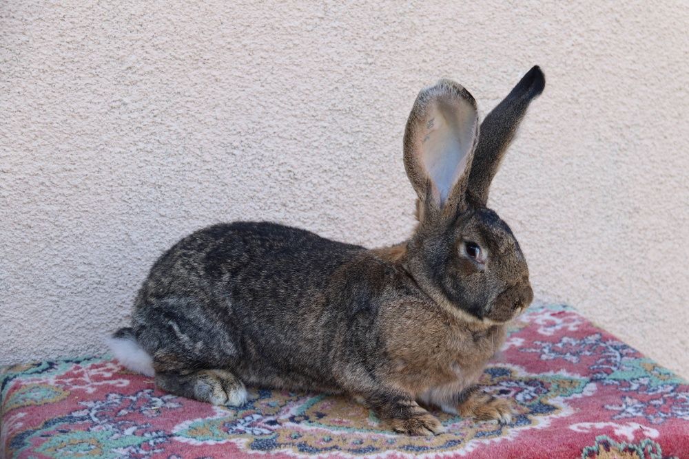 Iepuri rasa Urias German Gri