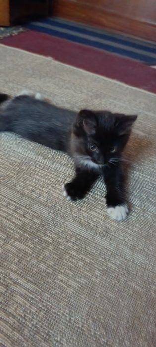 Бесплатно котенок в добрые руки